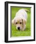 Golden Retriever Puppy Playing Outdoors-Jim Craigmyle-Framed Photographic Print