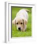 Golden Retriever Puppy Playing Outdoors-Jim Craigmyle-Framed Photographic Print