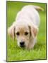 Golden Retriever Puppy Playing Outdoors-Jim Craigmyle-Mounted Photographic Print