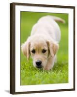 Golden Retriever Puppy Playing Outdoors-Jim Craigmyle-Framed Photographic Print