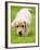 Golden Retriever Puppy Playing Outdoors-Jim Craigmyle-Framed Photographic Print