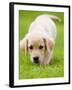 Golden Retriever Puppy Playing Outdoors-Jim Craigmyle-Framed Photographic Print