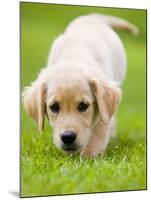 Golden Retriever Puppy Playing Outdoors-Jim Craigmyle-Mounted Photographic Print
