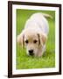 Golden Retriever Puppy Playing Outdoors-Jim Craigmyle-Framed Photographic Print