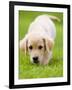 Golden Retriever Puppy Playing Outdoors-Jim Craigmyle-Framed Photographic Print