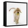 Golden Retriever Puppy Playing with Ball-Russell Glenister-Framed Stretched Canvas