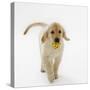 Golden Retriever Puppy Playing with Ball-Russell Glenister-Stretched Canvas