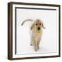 Golden Retriever Puppy Playing with Ball-Russell Glenister-Framed Photographic Print