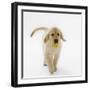 Golden Retriever Puppy Playing with Ball-Russell Glenister-Framed Photographic Print
