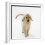 Golden Retriever Puppy Playing with Ball-Russell Glenister-Framed Photographic Print
