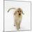 Golden Retriever Puppy Playing with Ball-Russell Glenister-Mounted Photographic Print