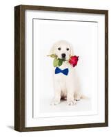 Golden Retriever Puppy & Rose-null-Framed Art Print