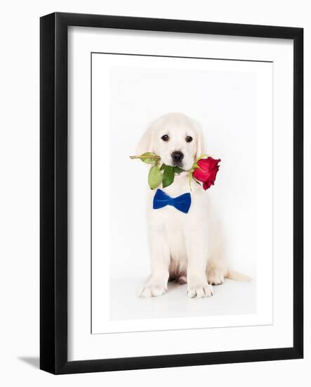 Golden Retriever Puppy & Rose-null-Framed Art Print