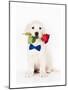 Golden Retriever Puppy & Rose-null-Mounted Art Print