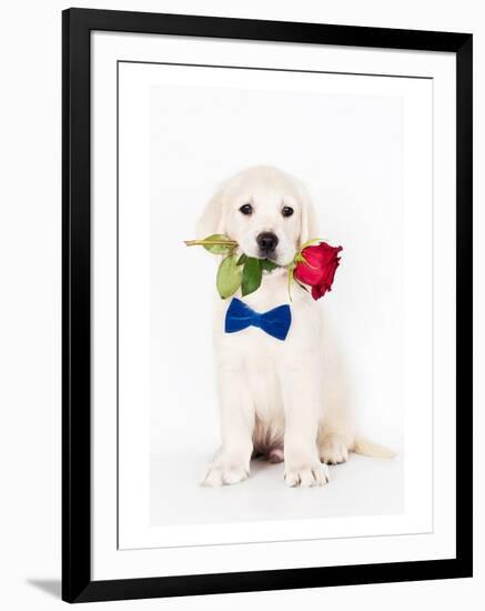 Golden Retriever Puppy & Rose-null-Framed Art Print