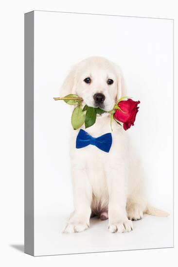 Golden Retriever Puppy & Rose-null-Stretched Canvas