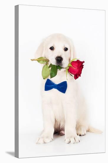 Golden Retriever Puppy & Rose-null-Stretched Canvas