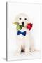 Golden Retriever Puppy & Rose-null-Stretched Canvas