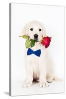 Golden Retriever Puppy & Rose-null-Stretched Canvas