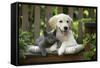Golden Retriever Puppy Sitting on Bench-null-Framed Stretched Canvas