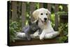 Golden Retriever Puppy Sitting on Bench-null-Stretched Canvas