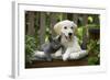 Golden Retriever Puppy Sitting on Bench-null-Framed Photographic Print
