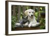 Golden Retriever Puppy Sitting on Bench-null-Framed Photographic Print