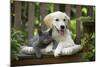 Golden Retriever Puppy Sitting on Bench-null-Mounted Photographic Print