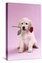 Golden Retriever Puppy Sitting with Rose in Mouth-null-Stretched Canvas