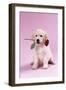 Golden Retriever Puppy Sitting with Rose in Mouth-null-Framed Photographic Print