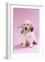 Golden Retriever Puppy Sitting with Rose in Mouth-null-Framed Photographic Print