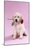 Golden Retriever Puppy Sitting with Rose in Mouth-null-Mounted Photographic Print