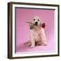 Golden Retriever Puppy Sitting with Rose in Mouth-null-Framed Photographic Print