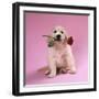 Golden Retriever Puppy Sitting with Rose in Mouth-null-Framed Photographic Print