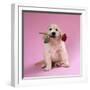 Golden Retriever Puppy Sitting with Rose in Mouth-null-Framed Photographic Print