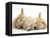 Golden Retriever Puppy Sleeping Between Two Young Sandy Lop Rabbits-Jane Burton-Framed Stretched Canvas