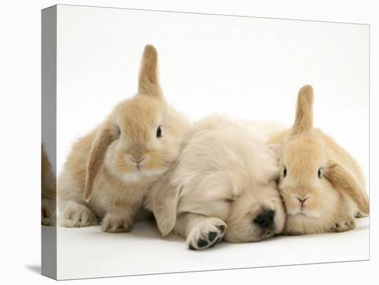 Golden Retriever Puppy Sleeping Between Two Young Sandy Lop Rabbits-Jane Burton-Stretched Canvas