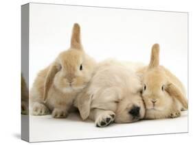 Golden Retriever Puppy Sleeping Between Two Young Sandy Lop Rabbits-Jane Burton-Stretched Canvas