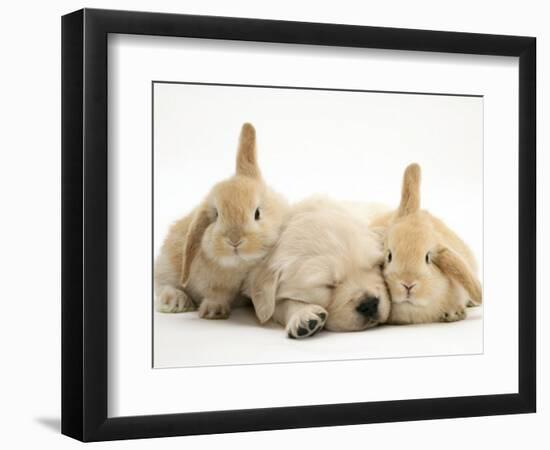 Golden Retriever Puppy Sleeping Between Two Young Sandy Lop Rabbits-Jane Burton-Framed Premium Photographic Print