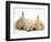 Golden Retriever Puppy Sleeping Between Two Young Sandy Lop Rabbits-Jane Burton-Framed Premium Photographic Print