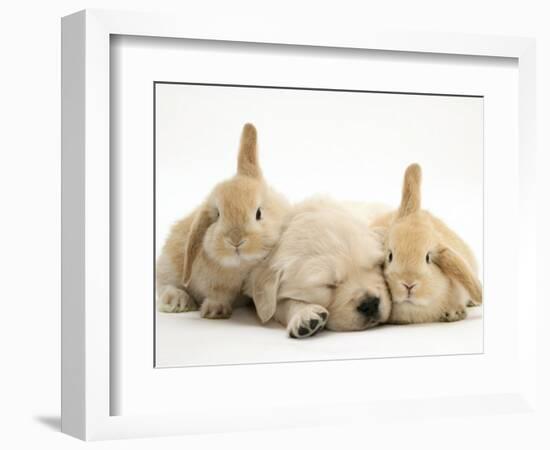 Golden Retriever Puppy Sleeping Between Two Young Sandy Lop Rabbits-Jane Burton-Framed Premium Photographic Print
