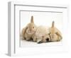 Golden Retriever Puppy Sleeping Between Two Young Sandy Lop Rabbits-Jane Burton-Framed Premium Photographic Print