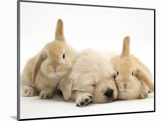 Golden Retriever Puppy Sleeping Between Two Young Sandy Lop Rabbits-Jane Burton-Mounted Premium Photographic Print