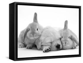 Golden Retriever Puppy Sleeping Between Two Young Sandy Lop Rabbits-Jane Burton-Framed Stretched Canvas