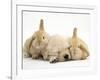 Golden Retriever Puppy Sleeping Between Two Young Sandy Lop Rabbits-Jane Burton-Framed Photographic Print