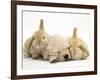 Golden Retriever Puppy Sleeping Between Two Young Sandy Lop Rabbits-Jane Burton-Framed Photographic Print