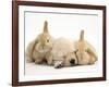 Golden Retriever Puppy Sleeping Between Two Young Sandy Lop Rabbits-Jane Burton-Framed Photographic Print