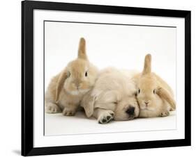 Golden Retriever Puppy Sleeping Between Two Young Sandy Lop Rabbits-Jane Burton-Framed Photographic Print