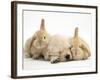Golden Retriever Puppy Sleeping Between Two Young Sandy Lop Rabbits-Jane Burton-Framed Photographic Print