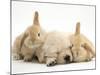 Golden Retriever Puppy Sleeping Between Two Young Sandy Lop Rabbits-Jane Burton-Mounted Photographic Print